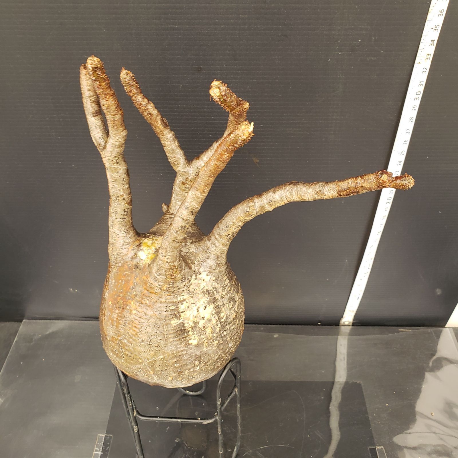 N487【最新到着】Pachypodium グラキリス（M）（現地球・抜き苗