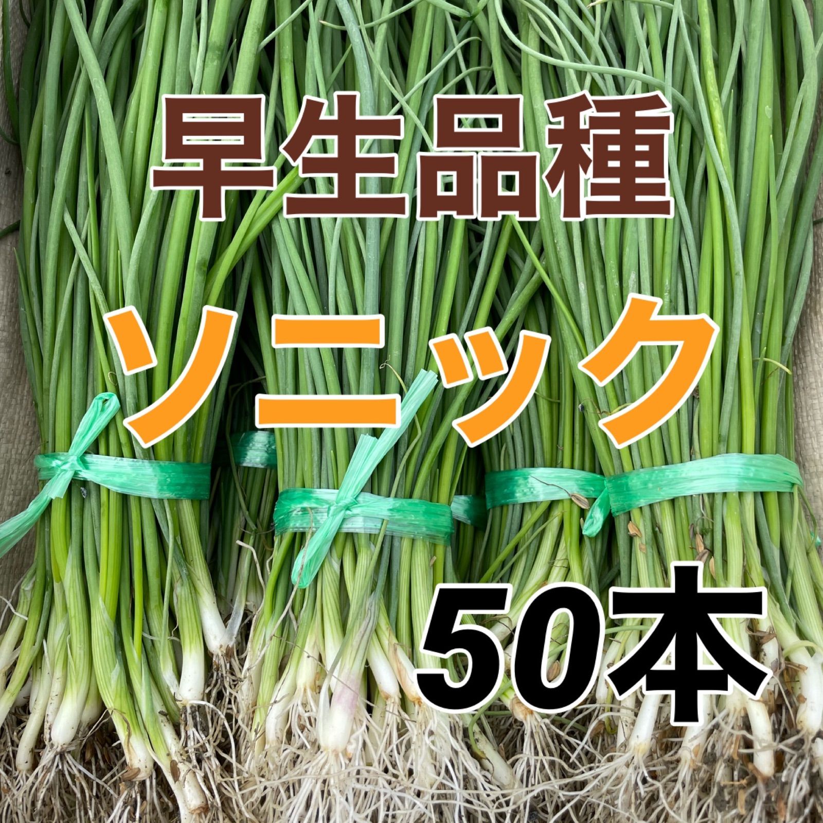 玉ねぎ苗　1000本　早生　ソニック ソニック50本‼️早生玉ねぎ苗‼️9月いっぱい保存可能な品種‼️ - メルカリ
