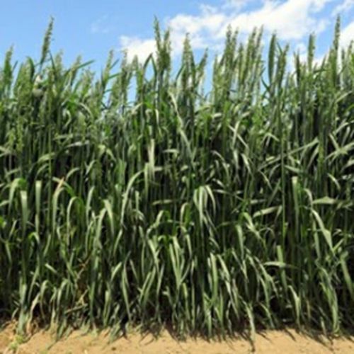 Tカネコ種苗 緑肥 エンバク ヒットマン 20kg