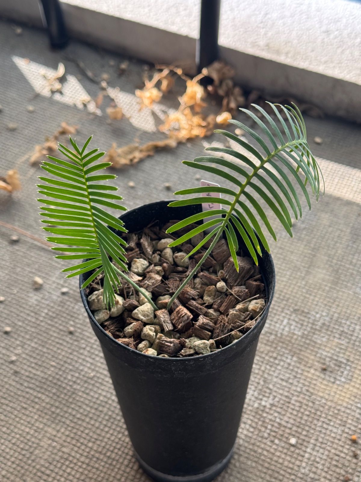 ディオーン エデュレ 実生 4号ロングポット ソテツ 蘇轍