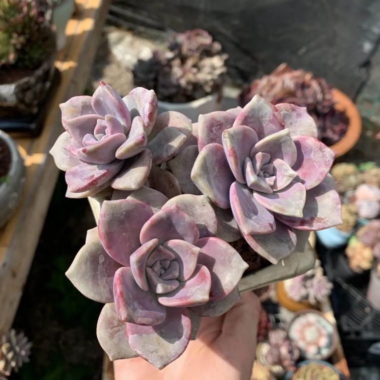 15株の抜き苗セット】プルプルデライト 多肉植物 佐川急便発送