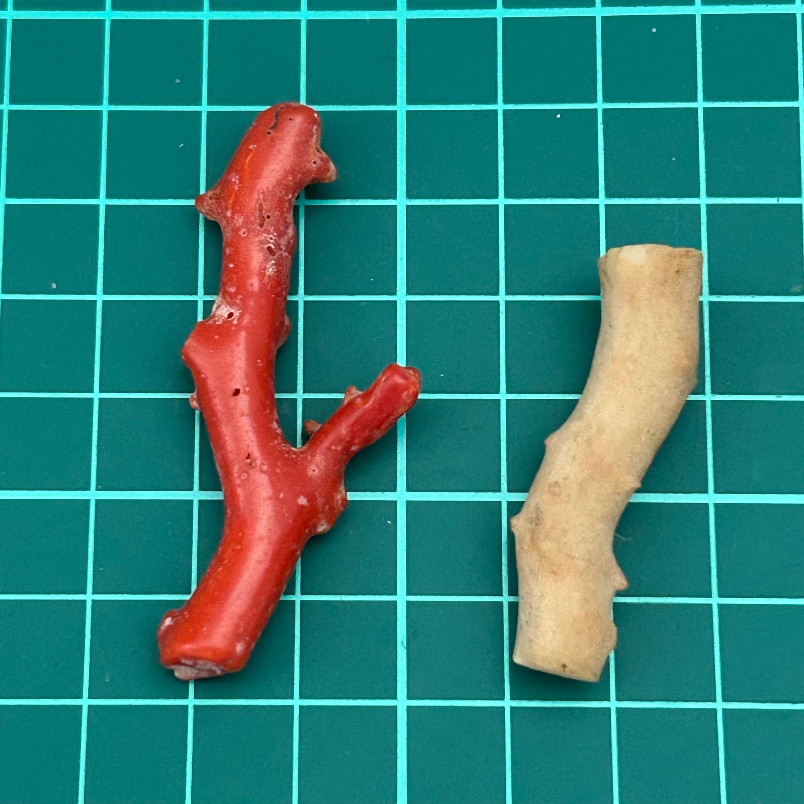 白珊瑚と血赤珊瑚　原木 白珊瑚と血赤珊瑚原木