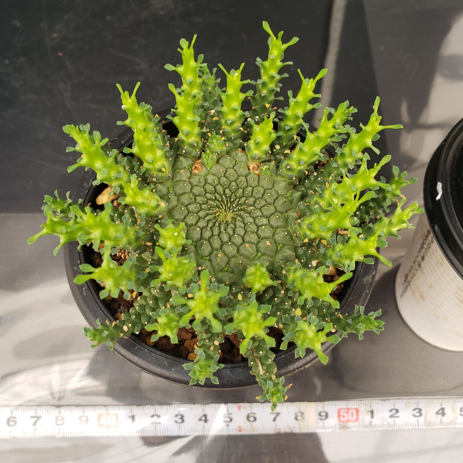 美株】ユーフォルビア ゴルゴニス 国内実生株 塊根植物 サボテン 陶器鉢入