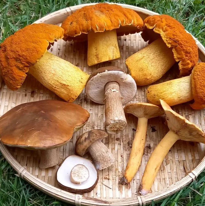 落葉きのこ 北海道産 クール便着払い 発送関東、西日本方面落葉きのこ