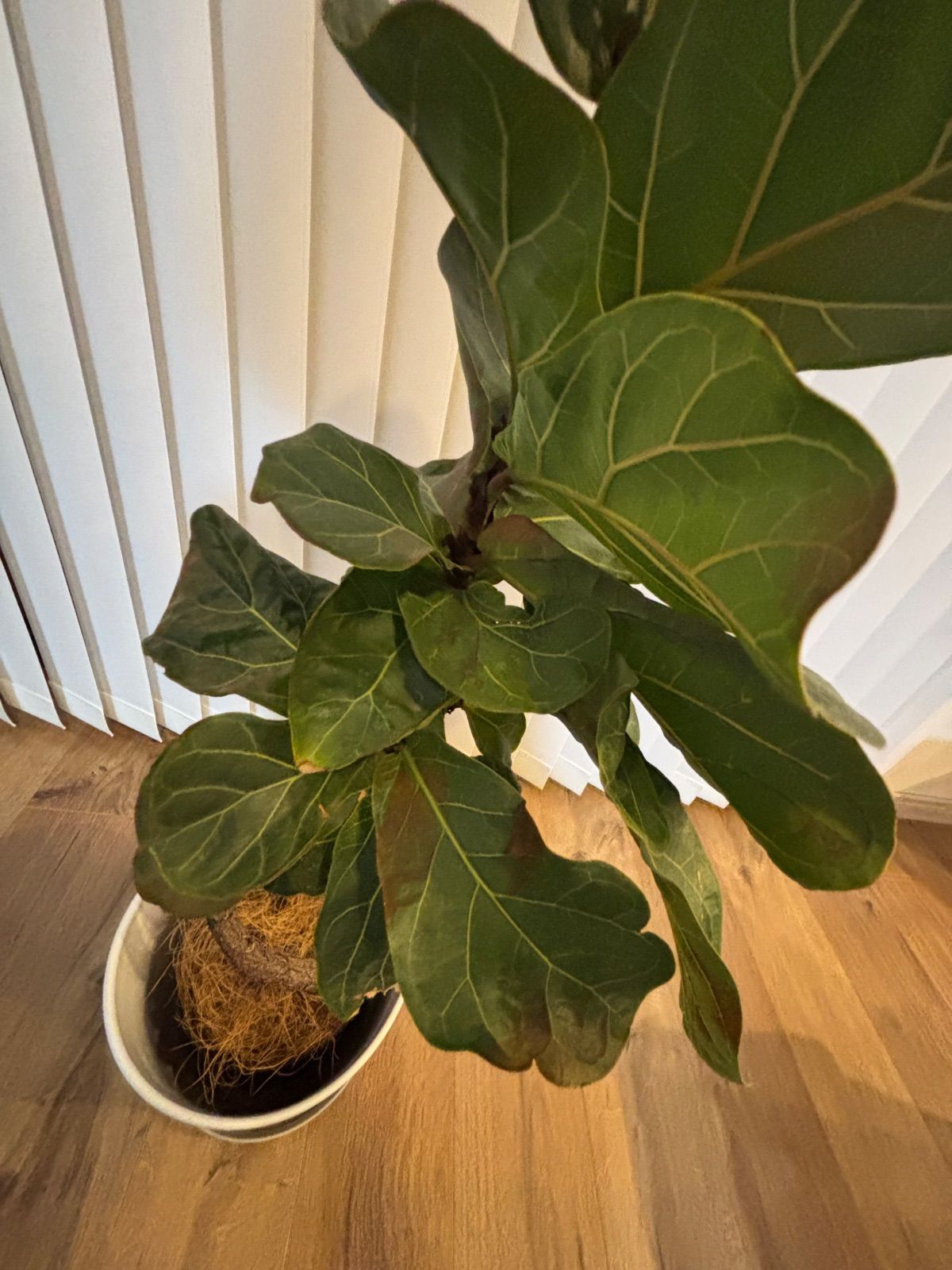 大型 美形 フランスゴムの木 曲がり仕立て 陶器鉢 植え込み発送