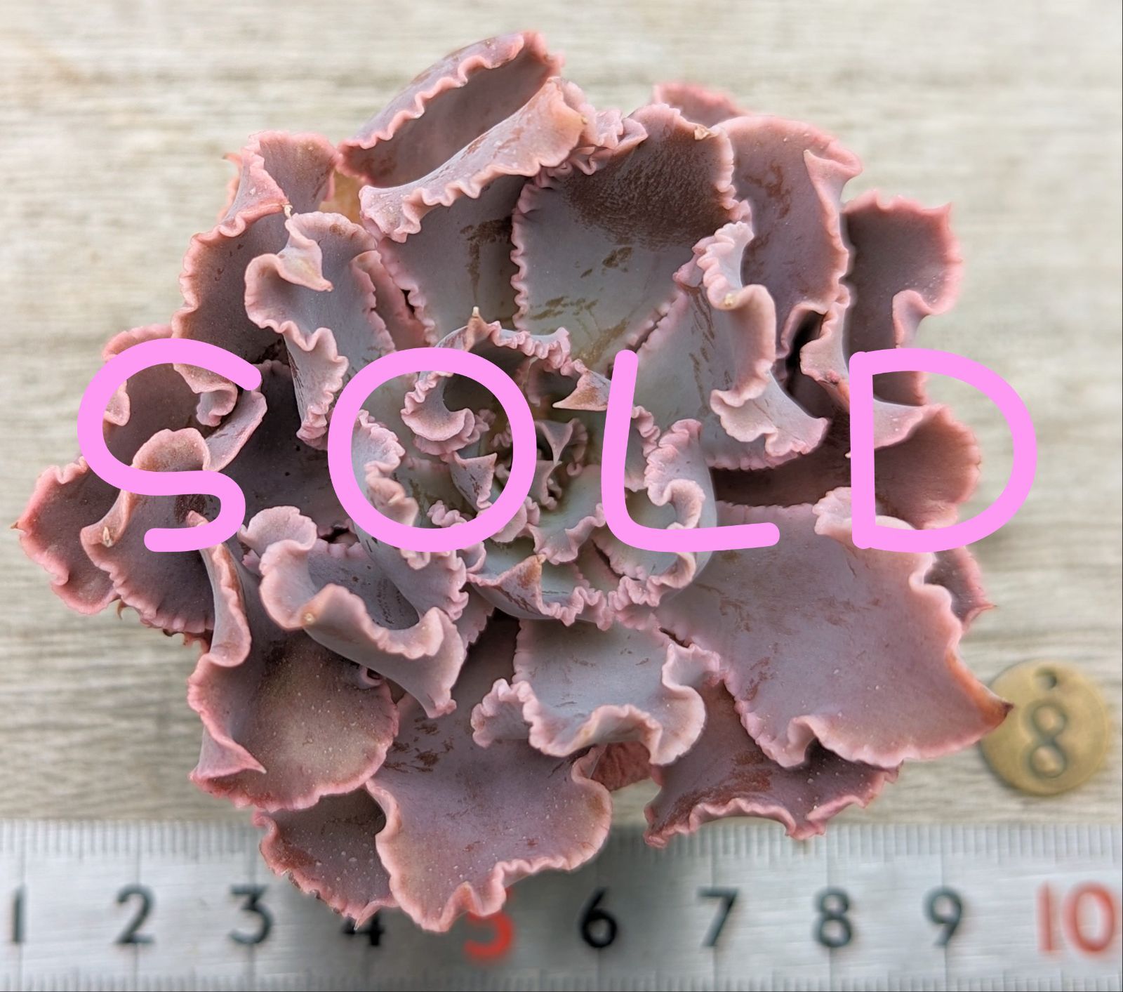 メルカリ便　フィレンツェ錦　韓国苗 多肉植物 韓国苗 フィレンツェ錦 - メルカリ