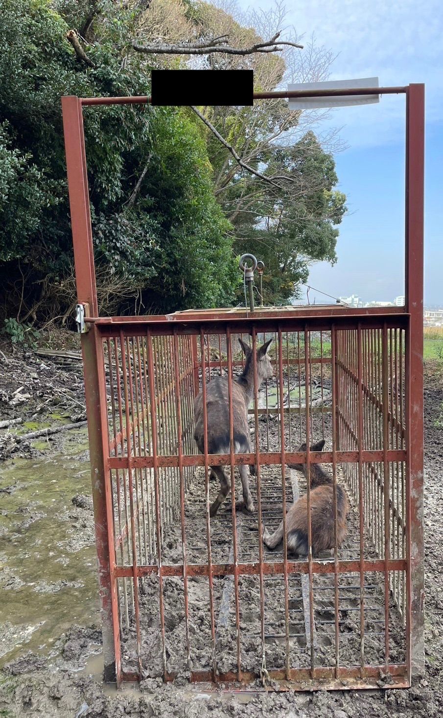 鹿肉　足骨　肩甲骨　おやつ　犬　小型犬　大型犬　ごはん　餌