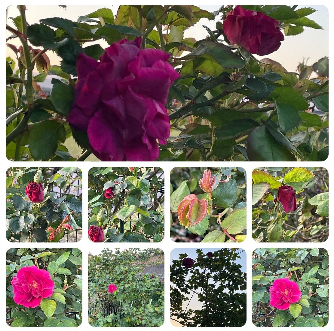 つる薔薇 挿し木 3本 芳香有り - メルカリ