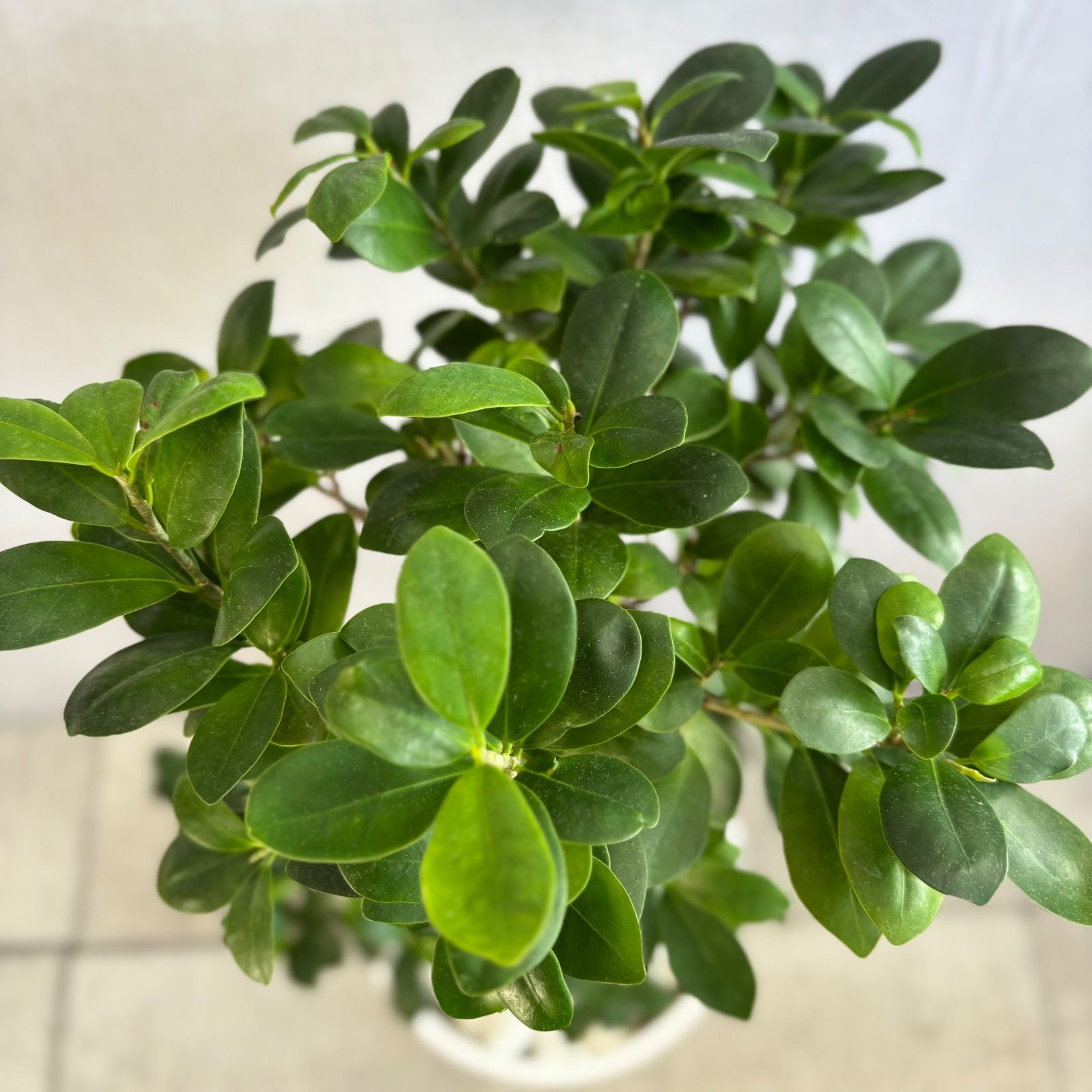 ガジュマル 曲がり 昇り龍 縁起物 開店祝い 観葉植物 - メルカリ