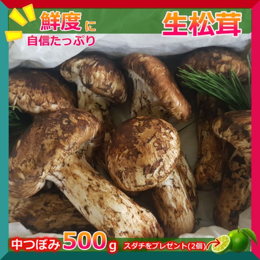 値下げ‼️松茸【北海道産】500g （松茸 500g 2024 中国産 【中