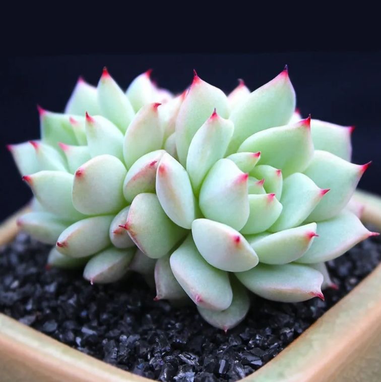 専用。韓国苗　シルバースター　大　抜き苗 韓国苗 シルバースター 大 抜き苗 - メルカリ