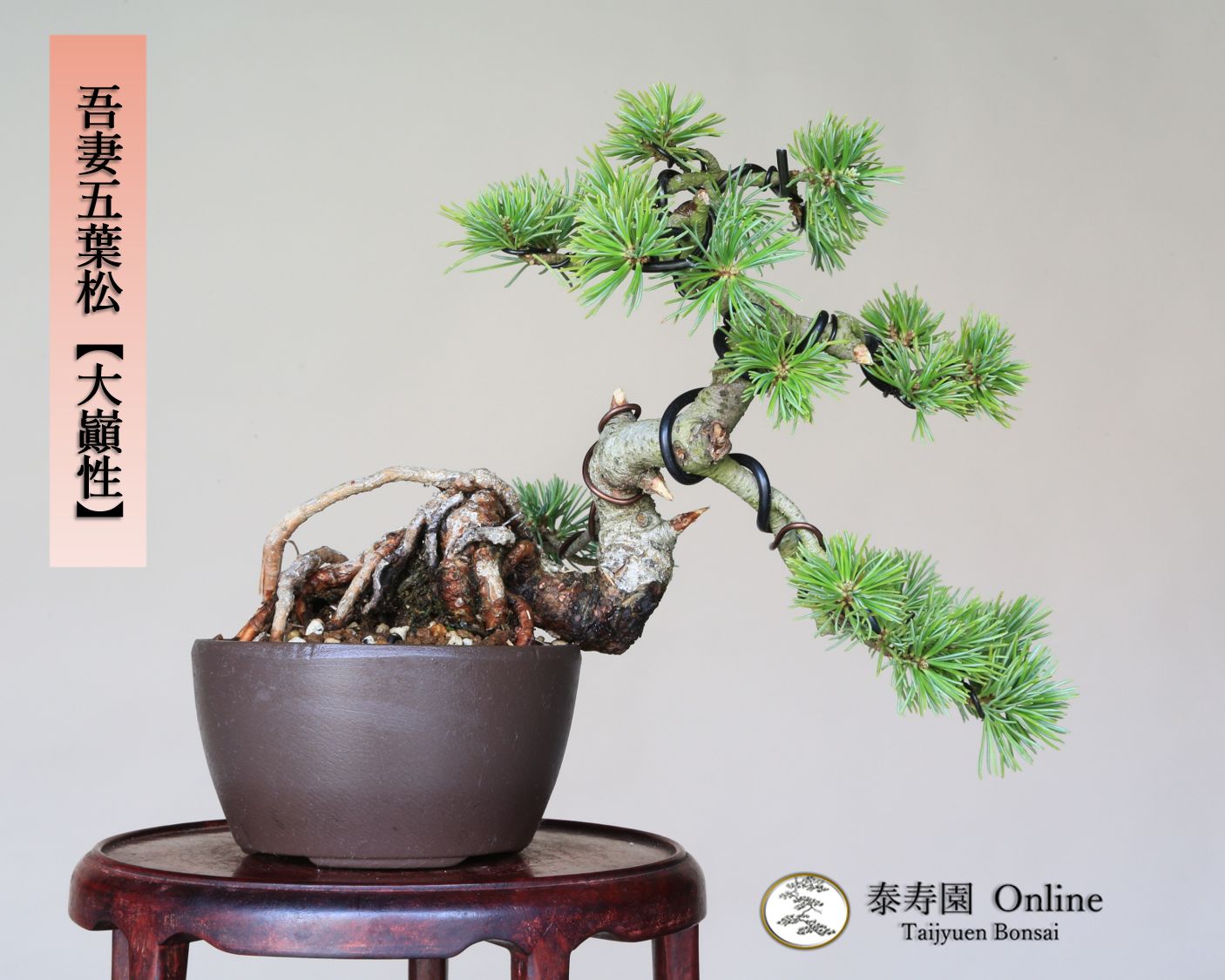 吾妻五葉松 大巓性 ダイテンショウ 実生 根上り 小品盆栽 泰寿園 Online 現品 盆栽 松柏 室内 鑑賞 趣味 卓上盆栽 盆栽鉢 グリーン 和 ギフト プレゼント 贈答品 ミニ盆栽 誕生日 母の日 父の日 敬老の日 記念日 お祝い 40