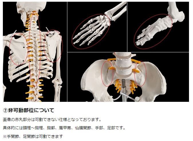 キヨマル