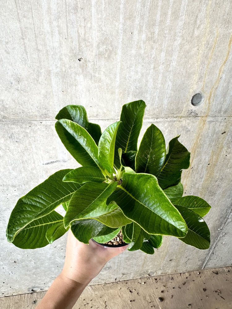 現品限り】パキポディウム・ウィンゾリー 大株 実生【J66