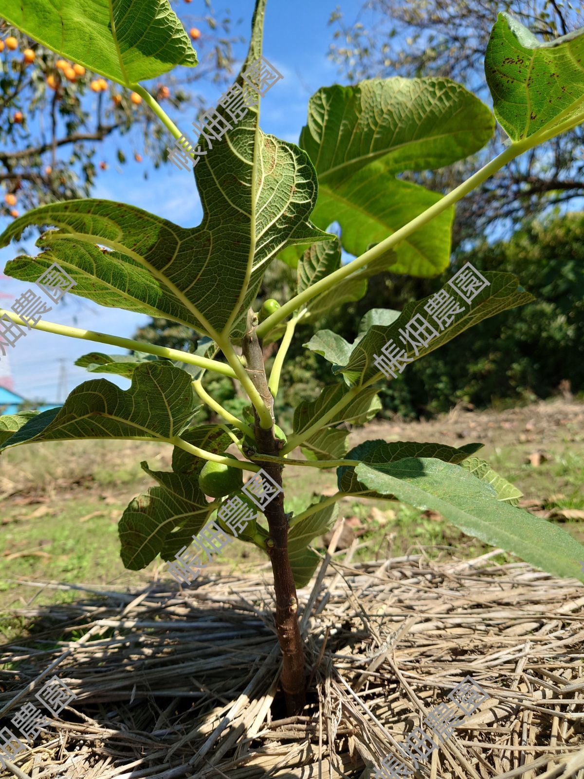 CDDR穂木 いちじく穂木 イチジク穂木 - 植物/観葉植物