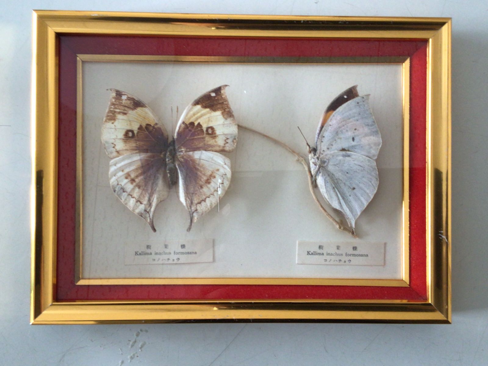 標本蝶 コレクション 沖縄産 3 標本蝶 コレクション 沖縄産 3 標本蝶 コレクション 沖縄産 3 標本蝶