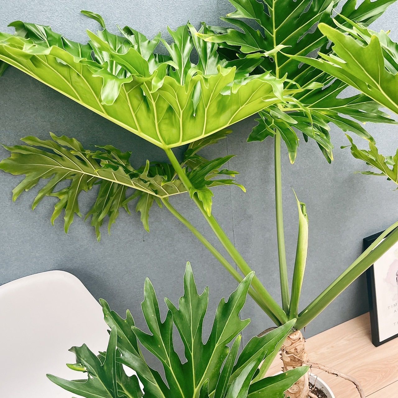 現品］5番 フィロデンドロン セローム 幹上がり 8号 観葉植物