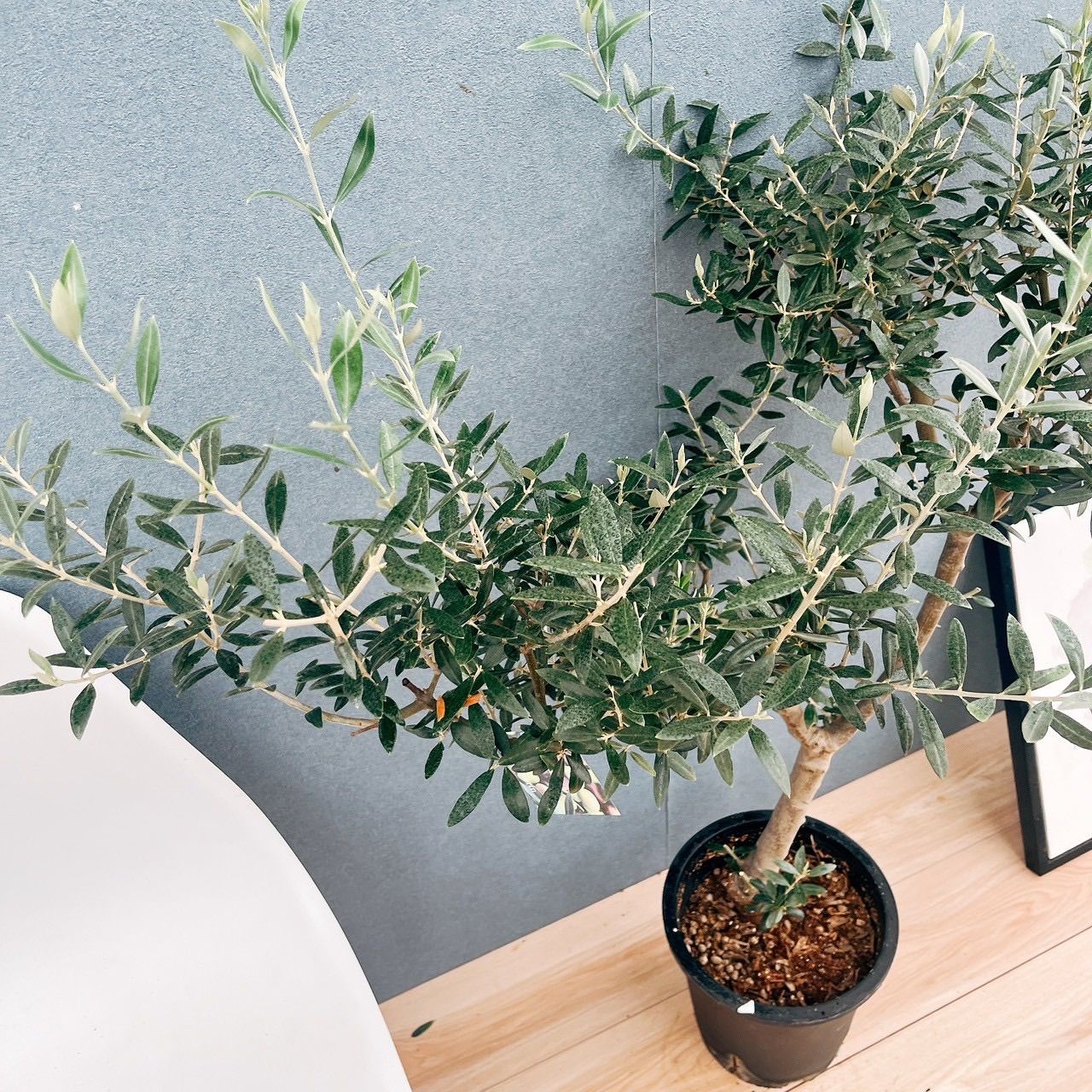 現品 91番 創樹 オリーブ セントキャサリン 8号 観葉植物 屋外 プラ鉢 珍しい おしゃれ