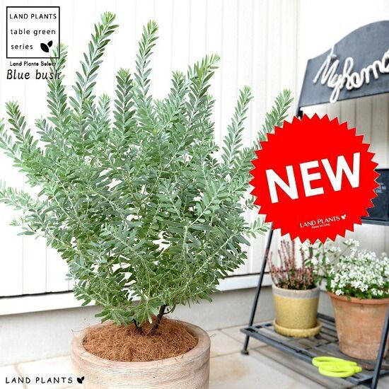 アカシア ブルーブッシュ スクエア型テラコッタ鉢植え 苗 ミモザ