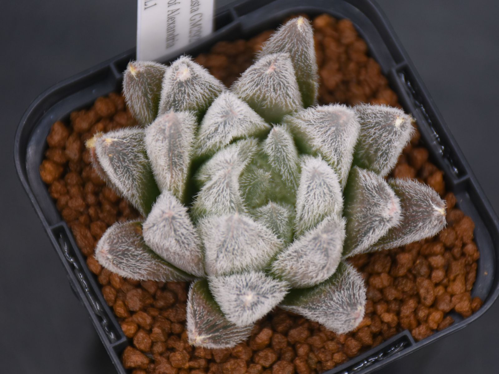 BP』ハオルチア H.venusta GM292 NE of Alexandria CL1