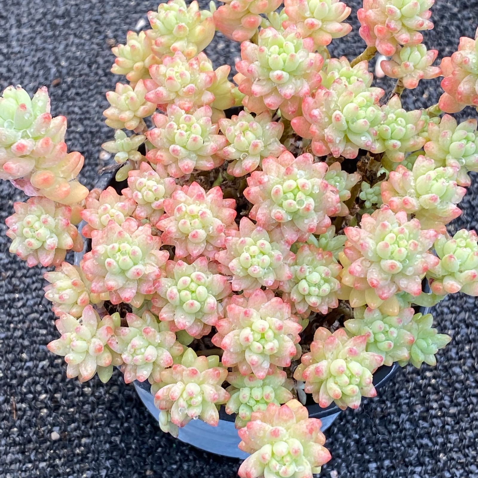 大人気高評価 MQ-51 多肉植物 エケベリア「花団錦」 大苗 土付き