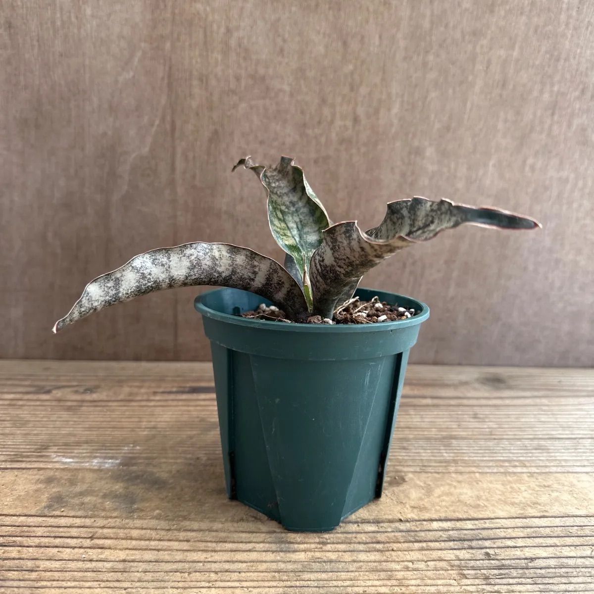 サンセベリア キルキーコパトーン ② Sansevieria kirkii var
