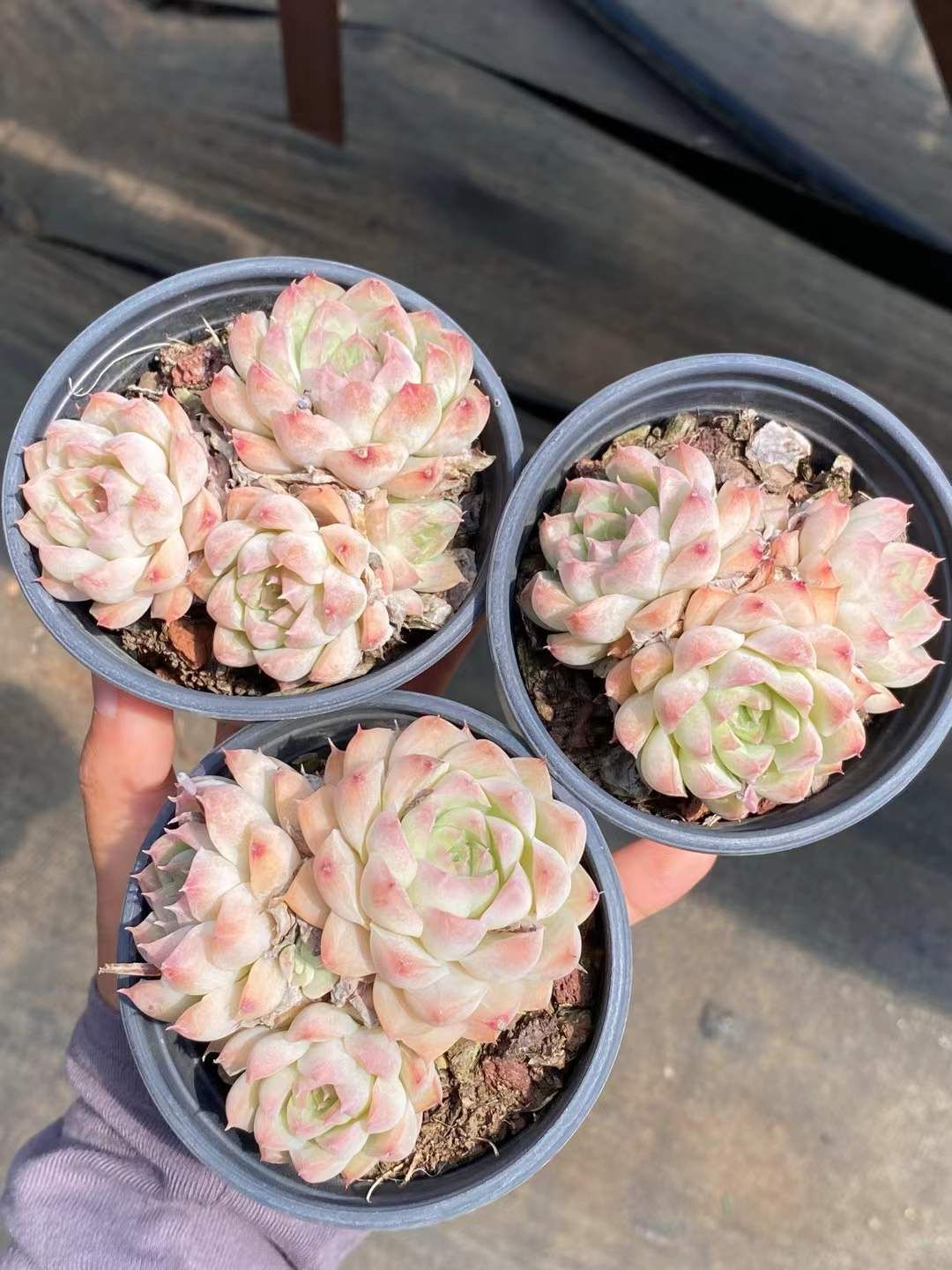 18株の抜き苗セット】桃熏（とうくん）女王 多肉植物 佐川急便発送