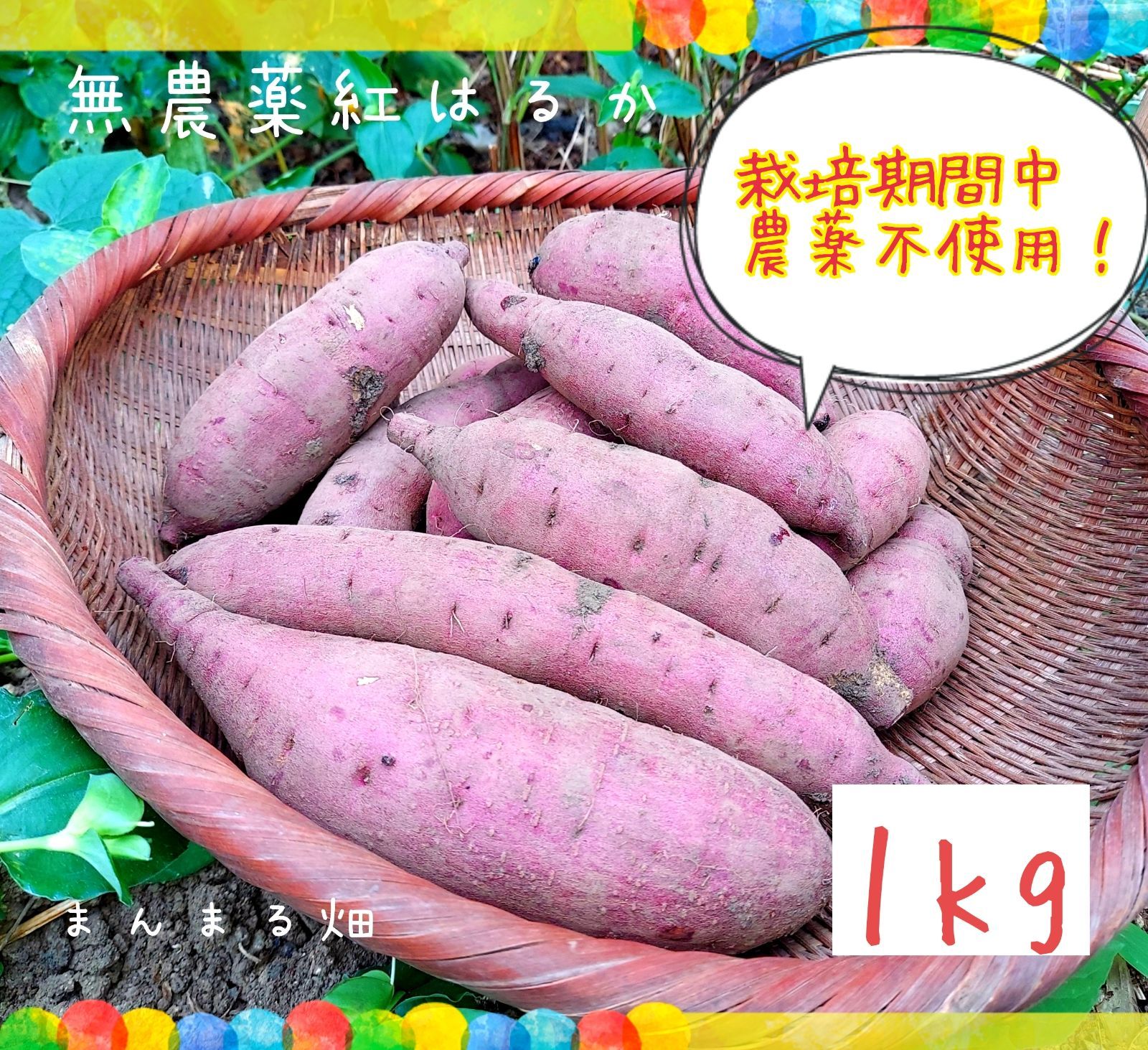 3月3日収穫分 鹿児島県産たけのこ 4.9kg - 野菜