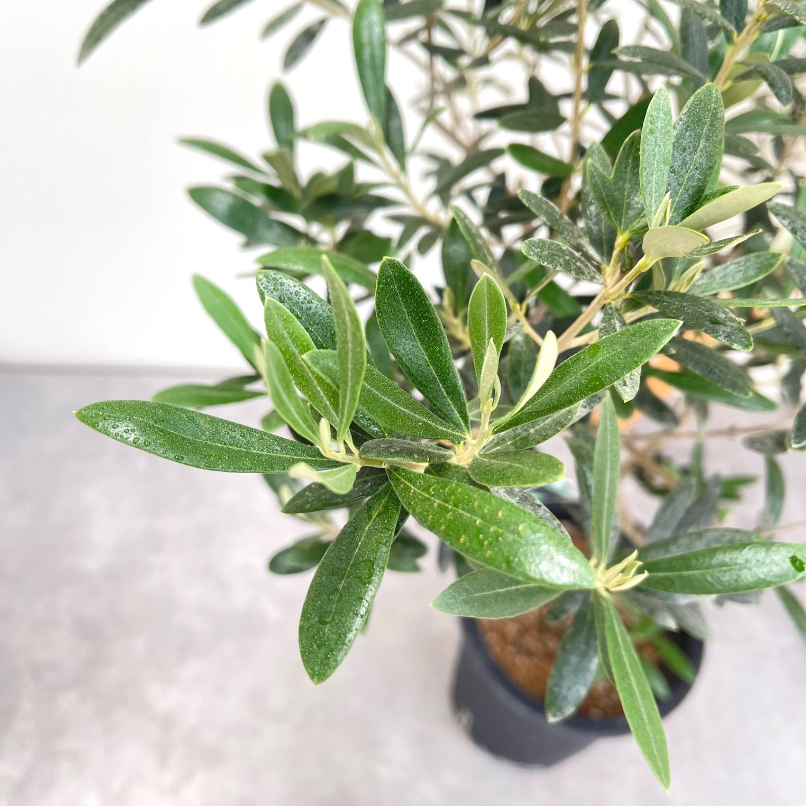 ［現品］29番　創樹　オリーブ　マンザニロ　7号　観葉植物　オリーブの木　人気 現品］29番 創樹 オリーブ マンザニロ 7号 観葉植物 オリーブの