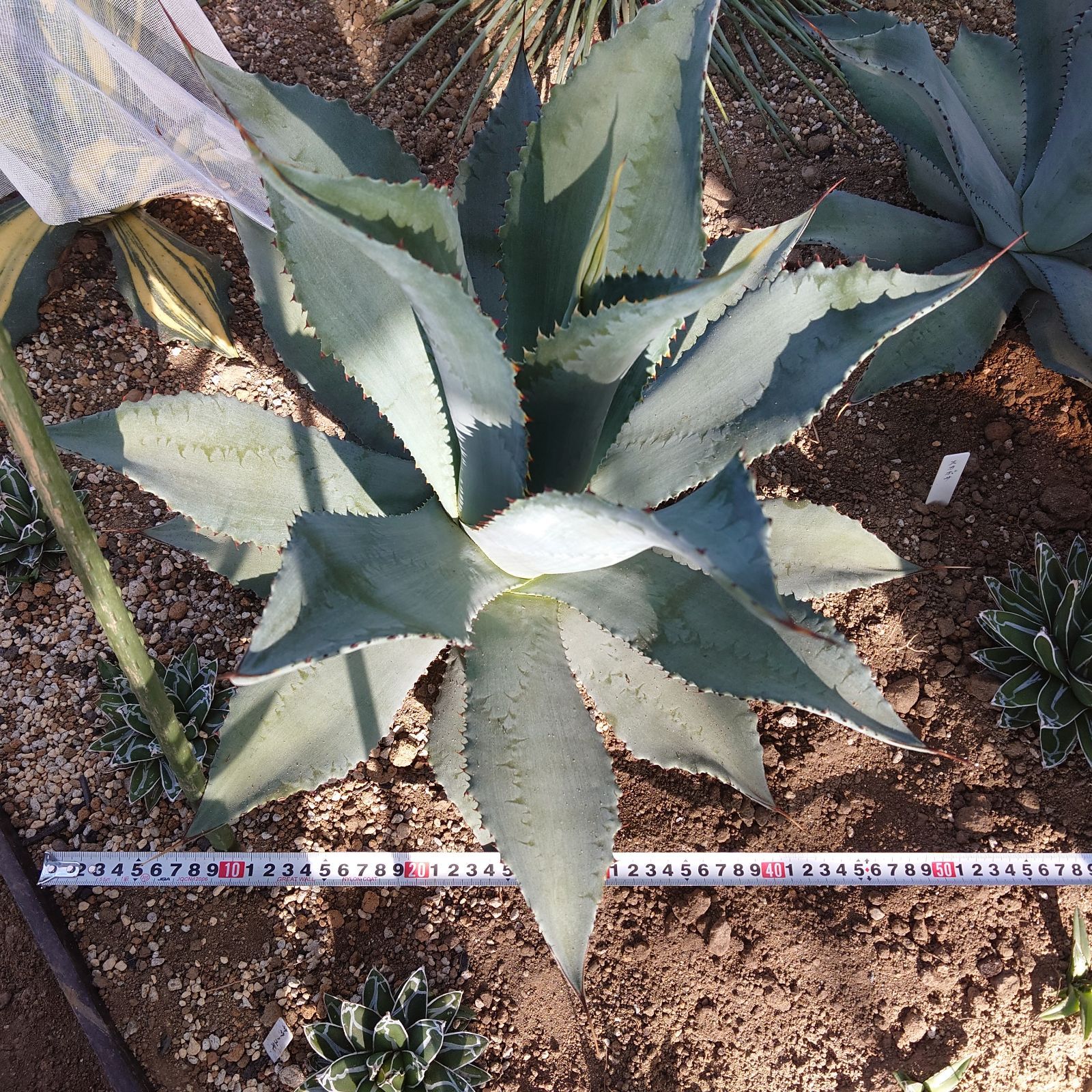 アガベ スカポサ 大株 55㎝ AGAVE - メルカリ