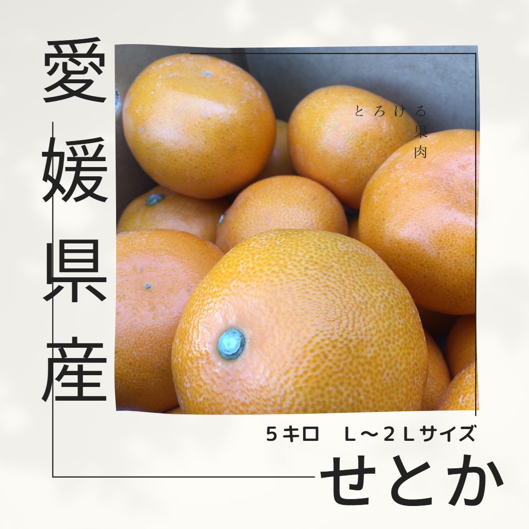 せとか』みかんの大トロ！1.6キロ以上、Ｌ玉3個以上！愛媛産サイズ混合