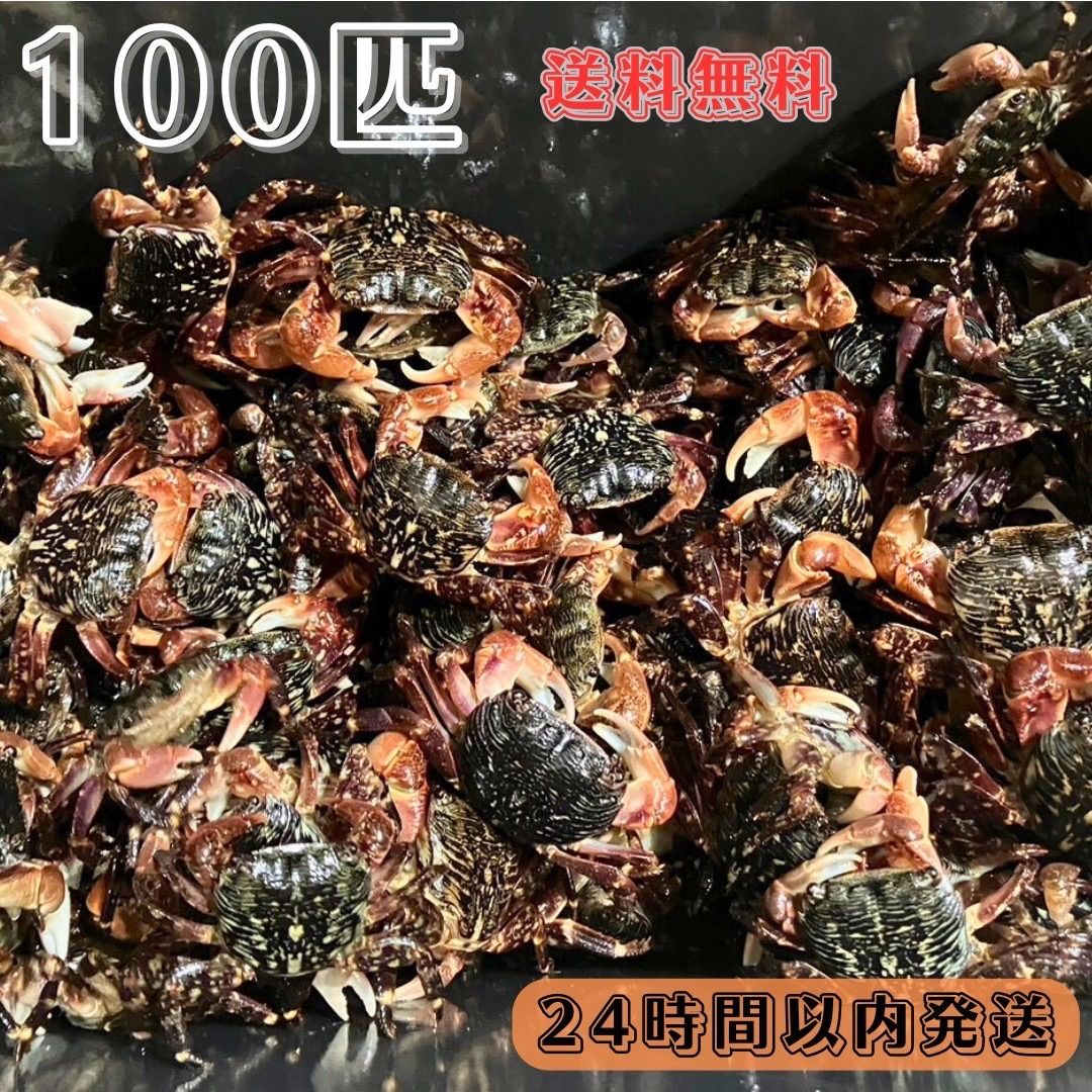 石鯛 黒鯛 餌 エサ ショウジンガニ マガニ 約1.2kg 100匹前後 急速冷凍 超低温 －60度保管 - フィッシング