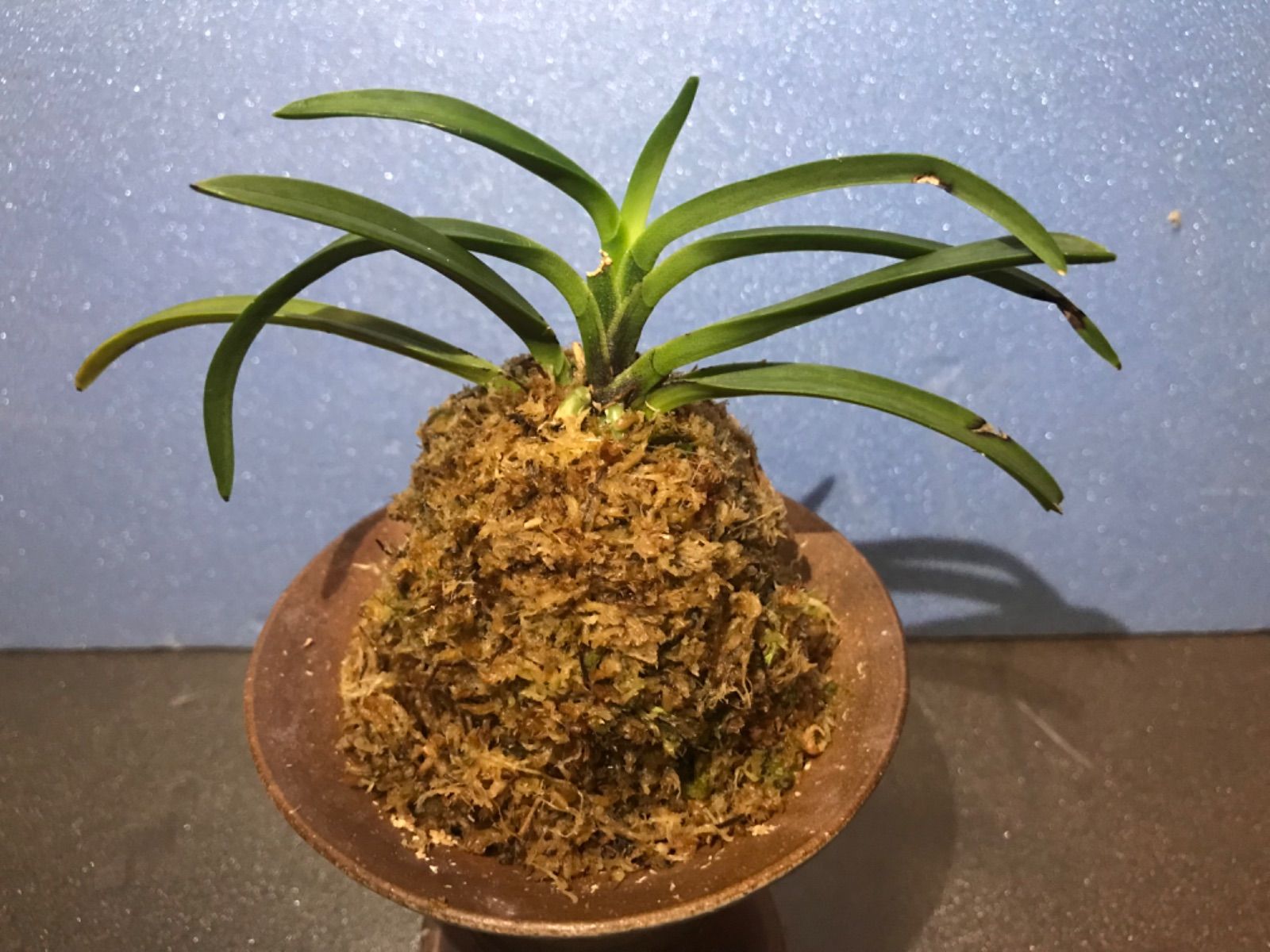 超メルカリ市便乗サービス商品】富貴蘭 花観月+チビ金閣（オマケ