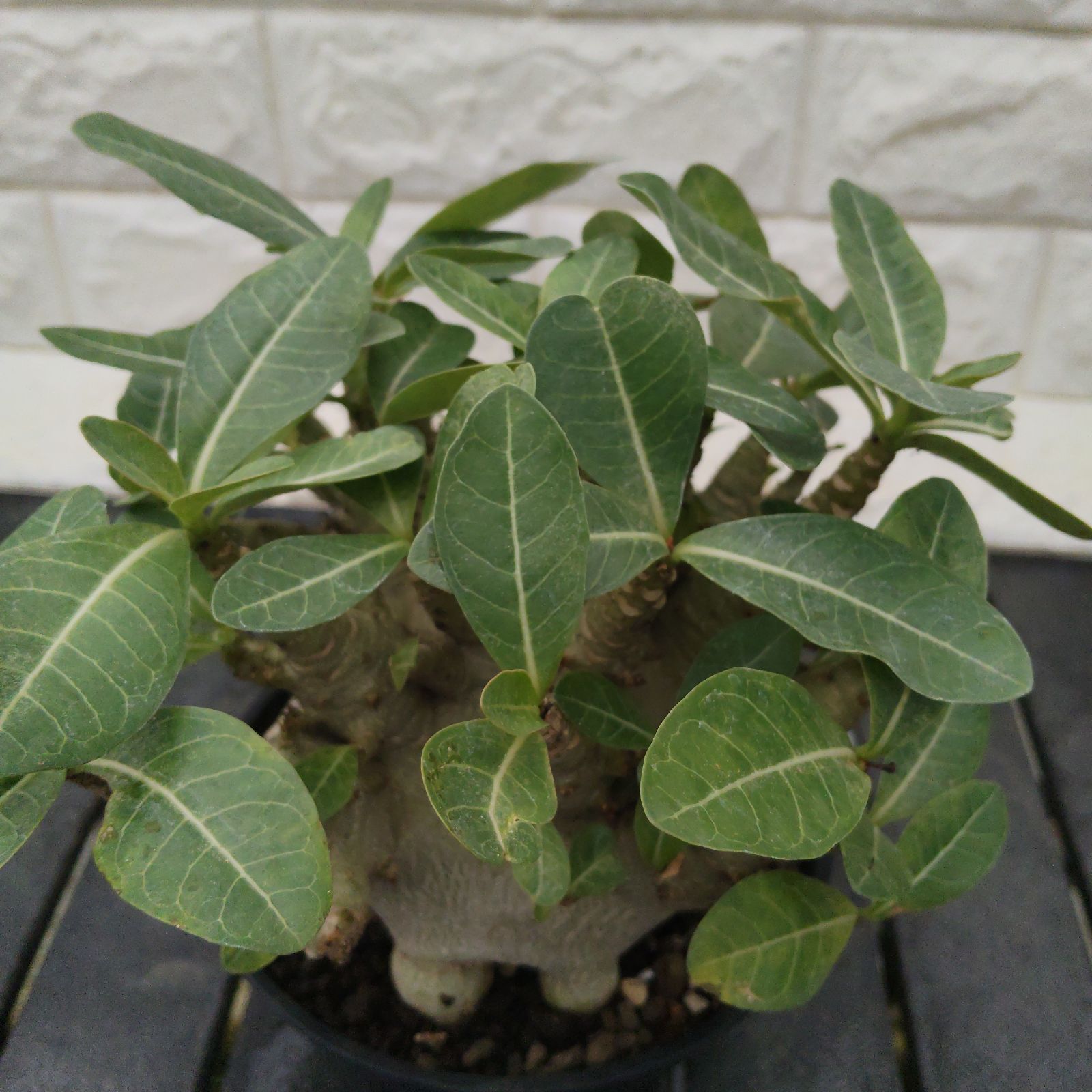 a36 アデニウム ドワーフ g-bnk タコ足 塊根植物 コーデックス