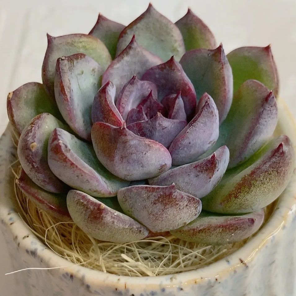 GWセール　多肉植物　チョコゴーサ　韓国苗 多肉植物 ダークチョコレート 韓国苗 多肉植物 pariʚ