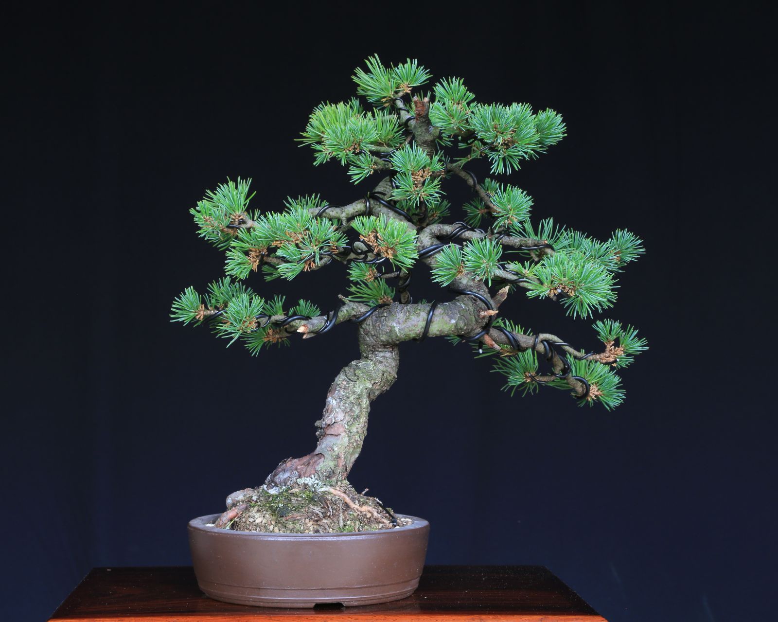 ダイテンショウ 文人調