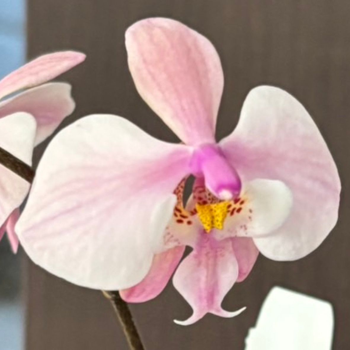 洋蘭 Phal. philippinensis 開花・つぼみ付 SOH-F-379