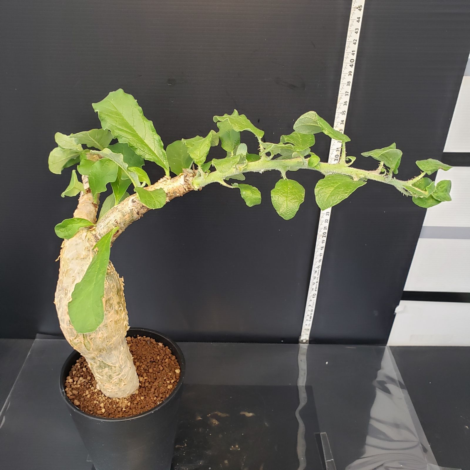 セサモタムナス ブッセアヌス 極太 特大株 発根済 / Sesamothamnus busseanus