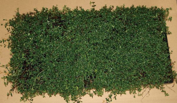 タイム マット 緑の絨毯 ハーブ 植木 庭木 苗木 多年生