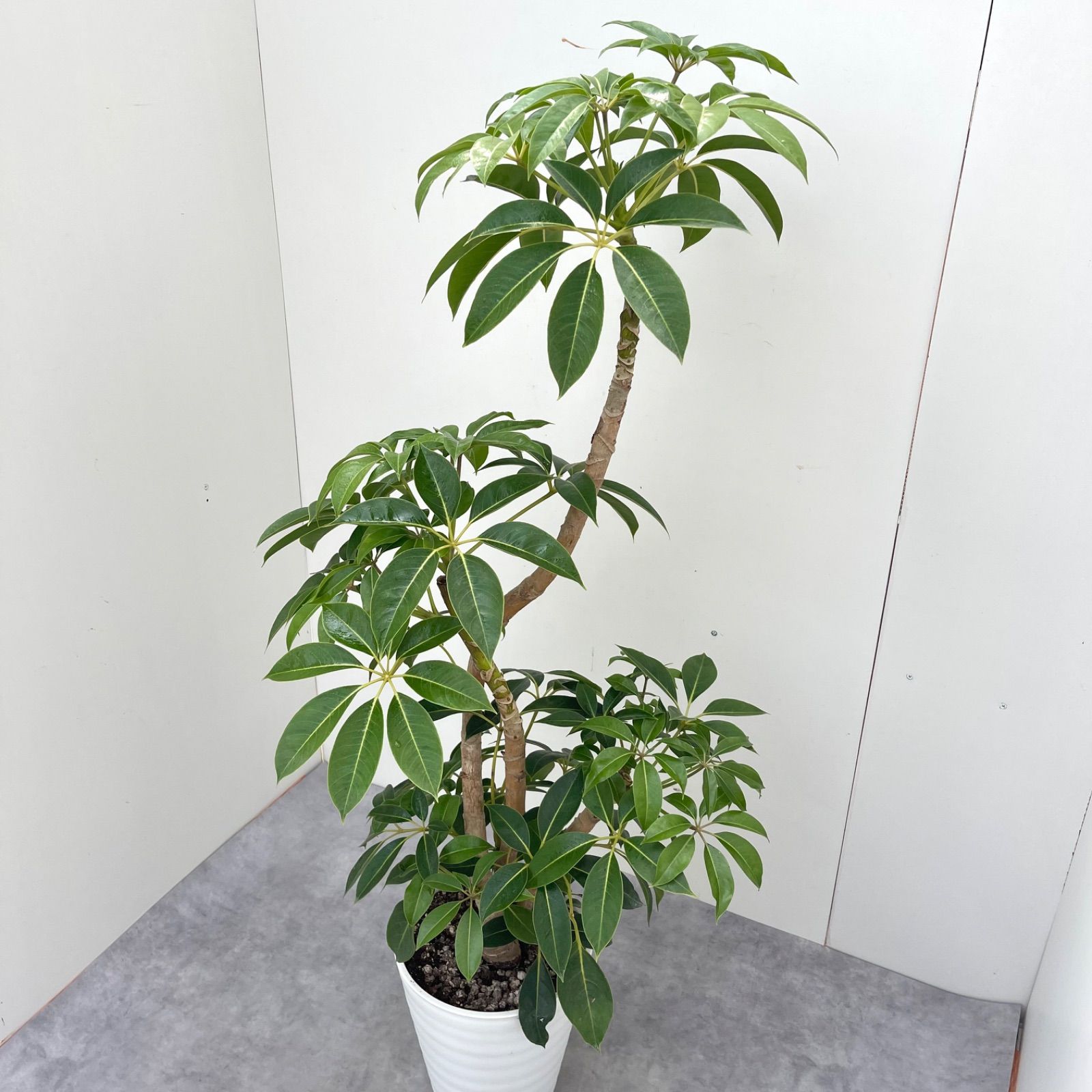 大型