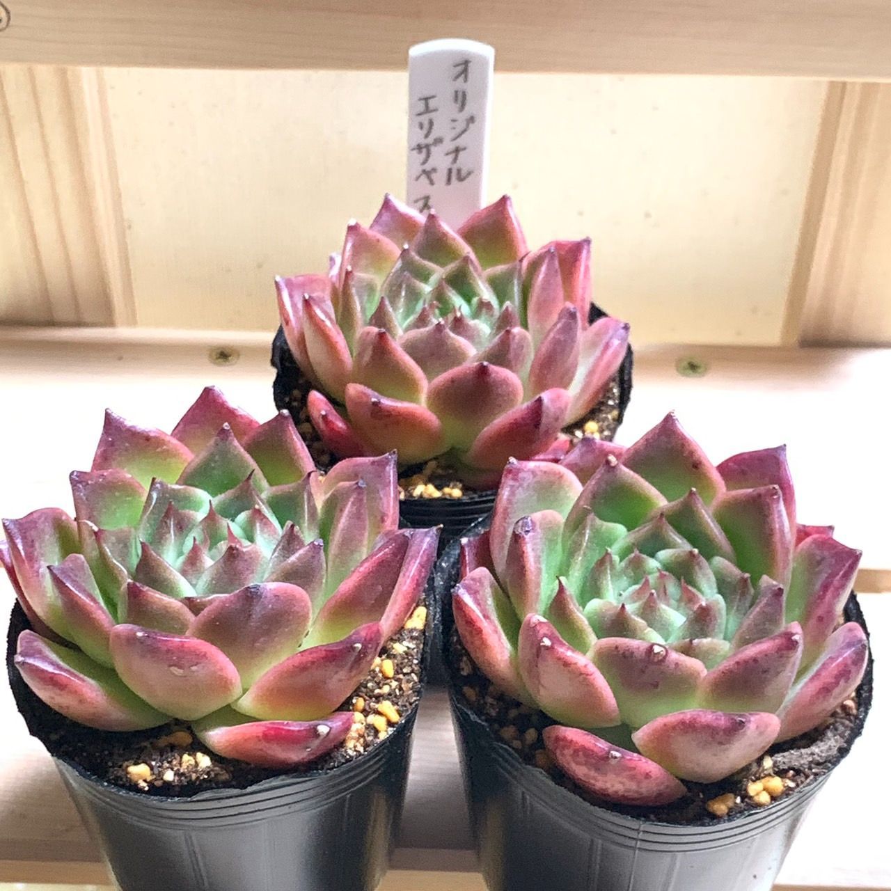 植物/観葉植物【速達付】多肉植物 87 エリザベス錦 高級品種 カット