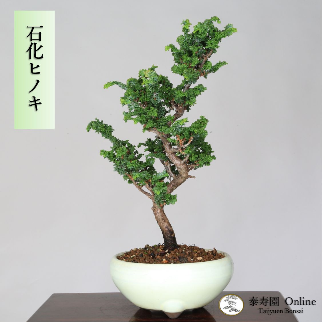 盆栽 桜 Cherry Tree Bonsai #42 | Oh! BONSAI 桜の工芸盆栽インテリア