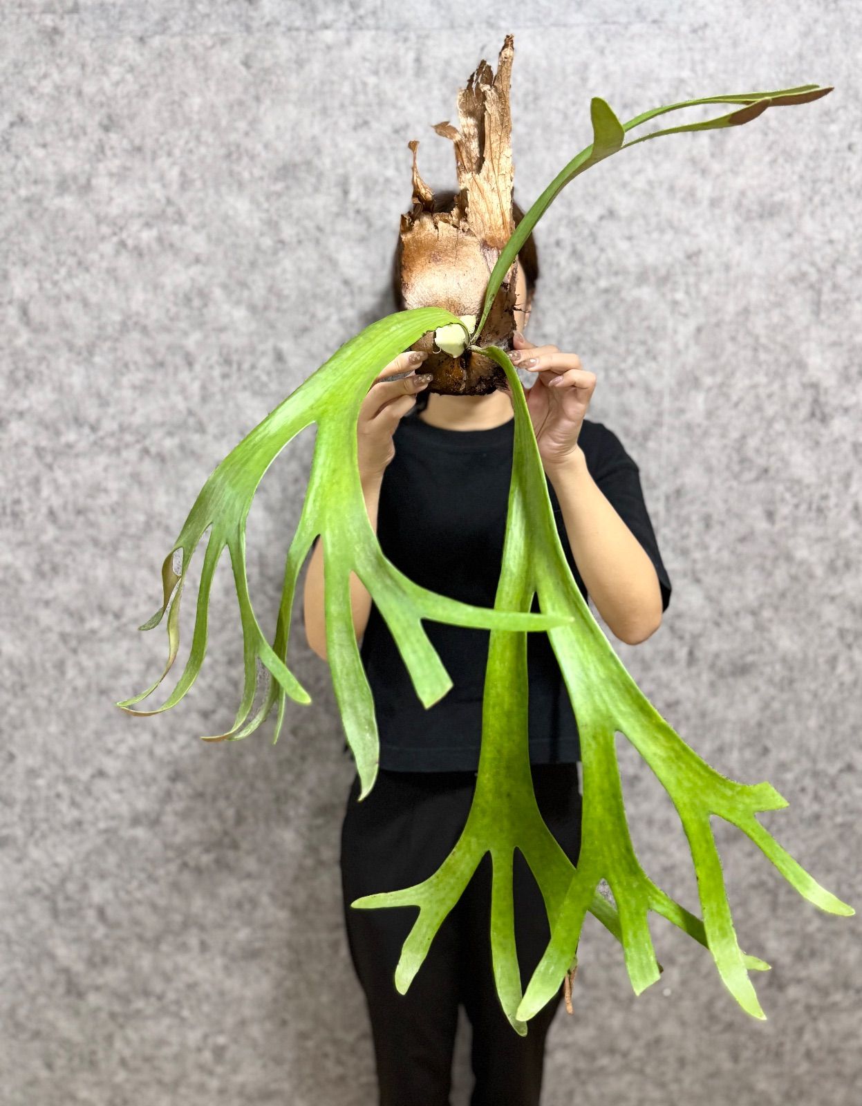ゲリラ値下げ大株ビカクシダ　ウィリンキーwild\"east java\" Platycerium willinckii wild East Java (pup) ビカク