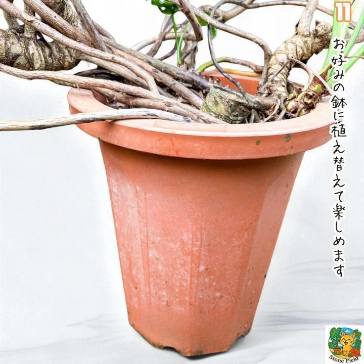 幹上がりが美しいフィロデンドロン・クッカバラ１１・ 南国の雰囲気を楽しめる一鉢 幹上がりが美しいフィロデンドロン・クッカバラ11・ 南国の雰囲気を