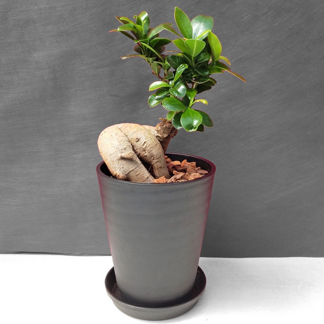 ガジュマル 8号 黒鉢 （4）