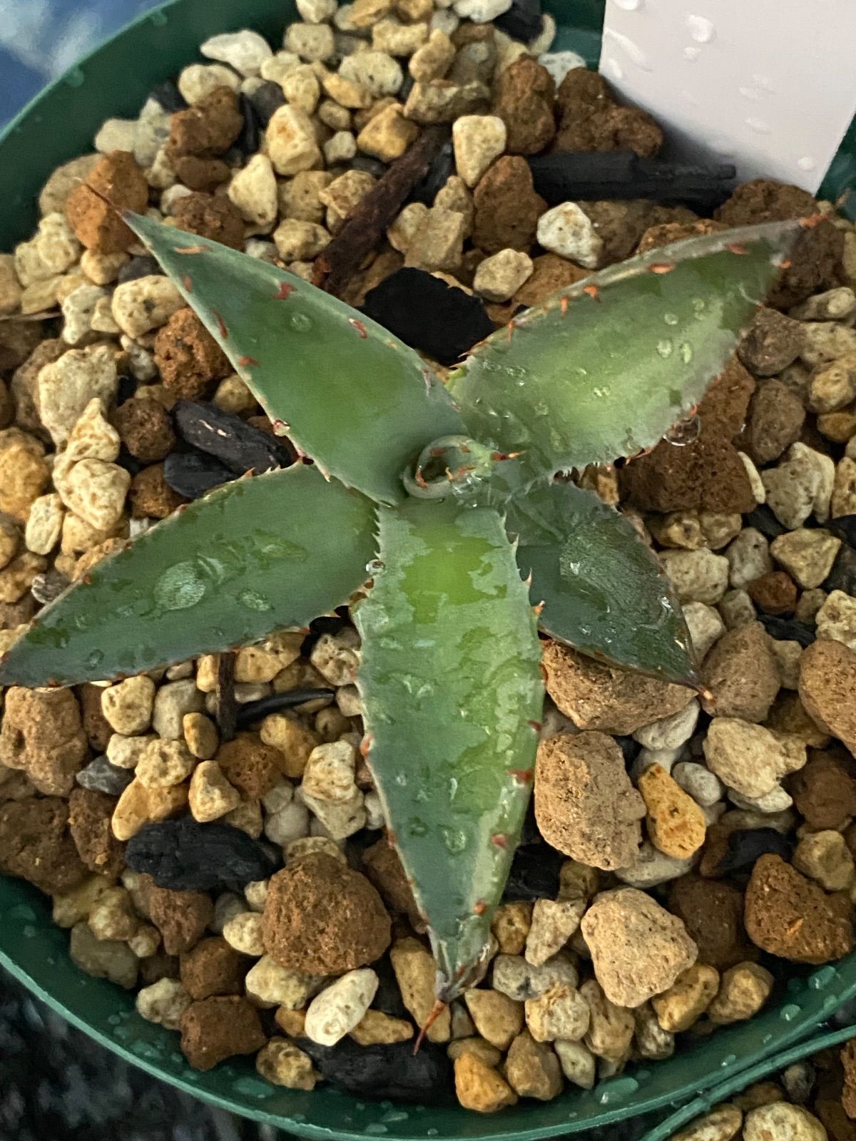 アガベ ブルーグロー×コロラータ hyb 発根済み - メルカリ