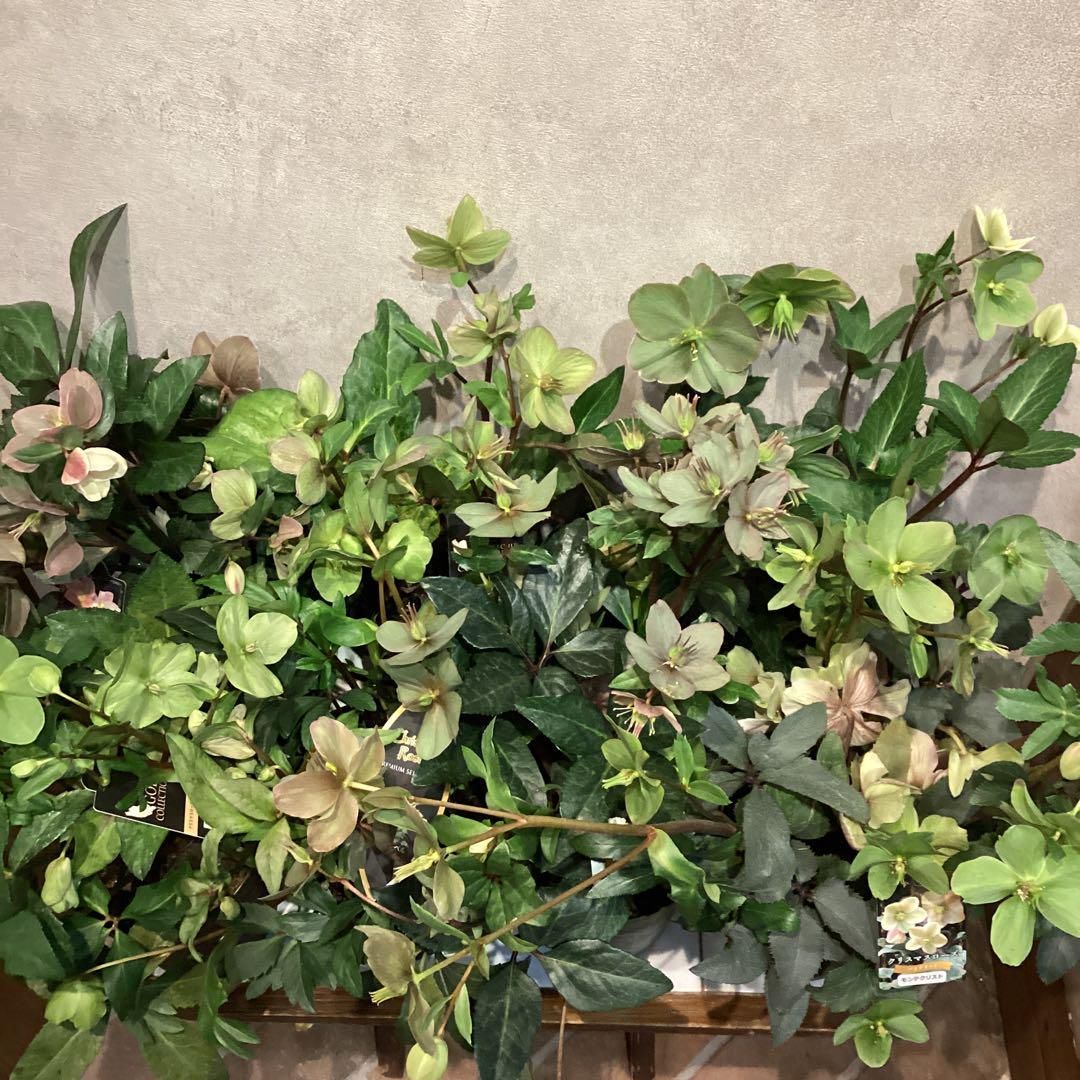 お買い得栽培用❗️ハイブリッドクリスマスローズ❤️8種セット　5号鉢 お買い得❗️クリスマスローズ❤️8種セット 5号鉢 お買い得栽培用