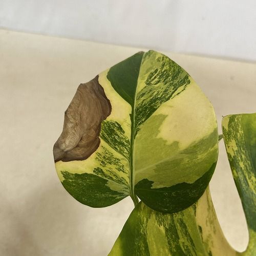 大*葉様 モンステラ ボルシギアナ オーレア 斑入り 観葉植物 葉傷みあり 斑入りモンステラ ボルシギアナ オーレア