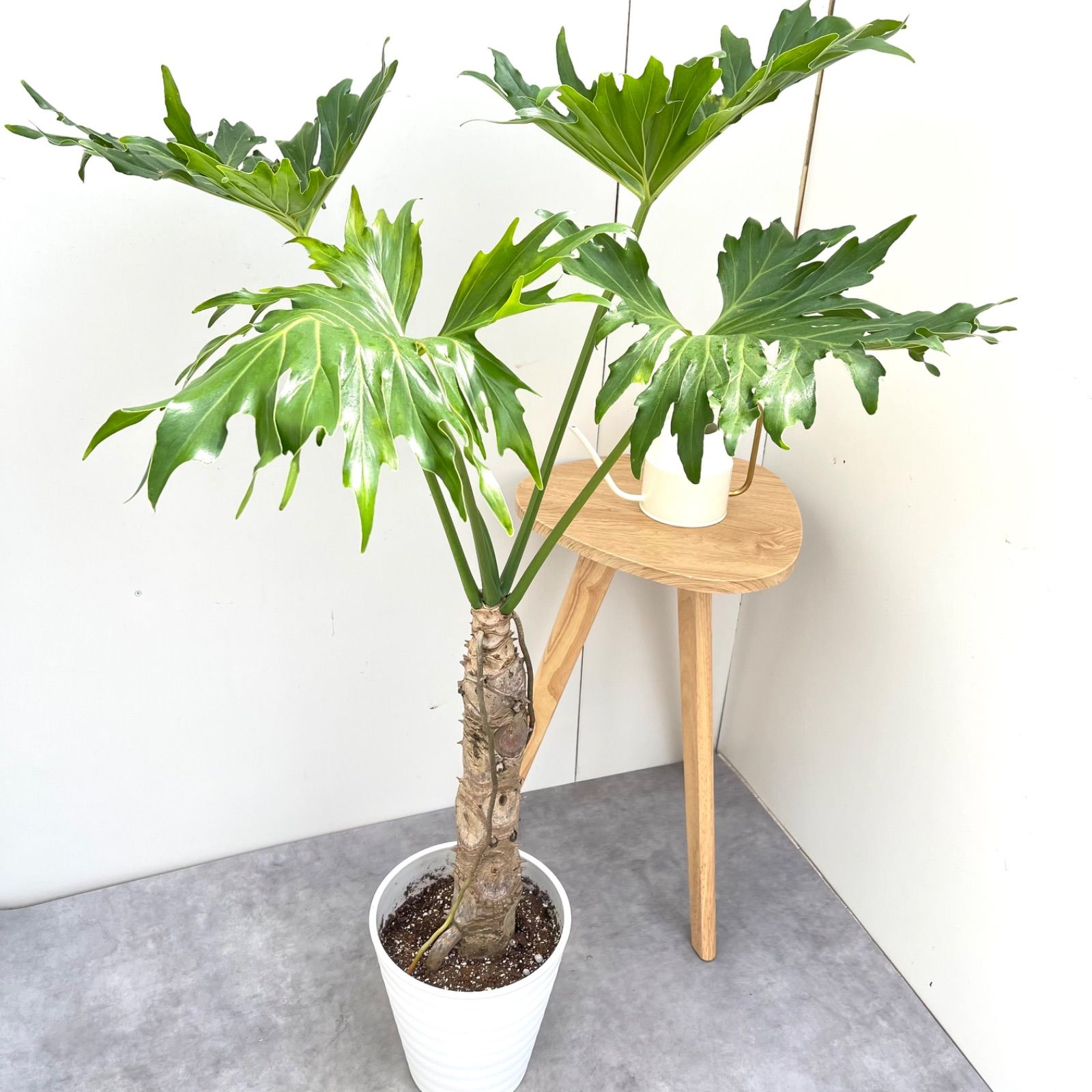 フィロデンドロン セローム 幹上がり 3【現品】観葉植物 室内
