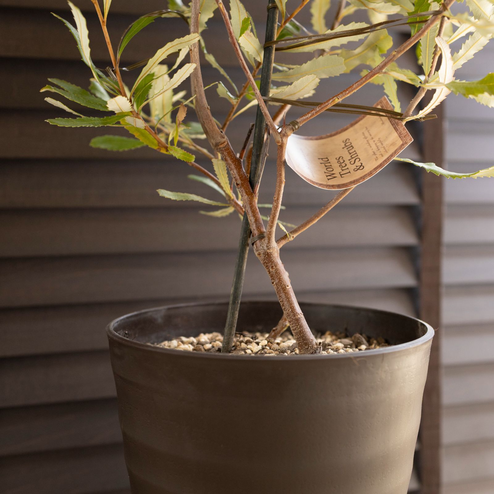 バンクシア オブロンギフォリア Banksia oblongifolia オージー